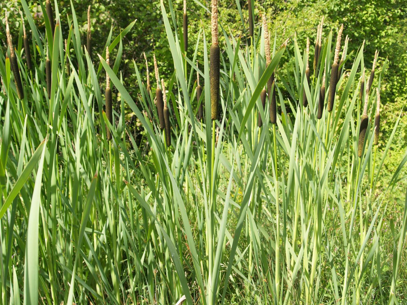 Reedmace, Greater leaf